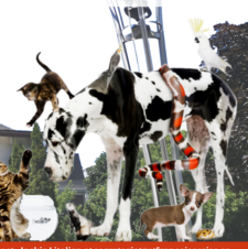 Blessing of the Pet Animals - Bénédiction des animaux de compagnie